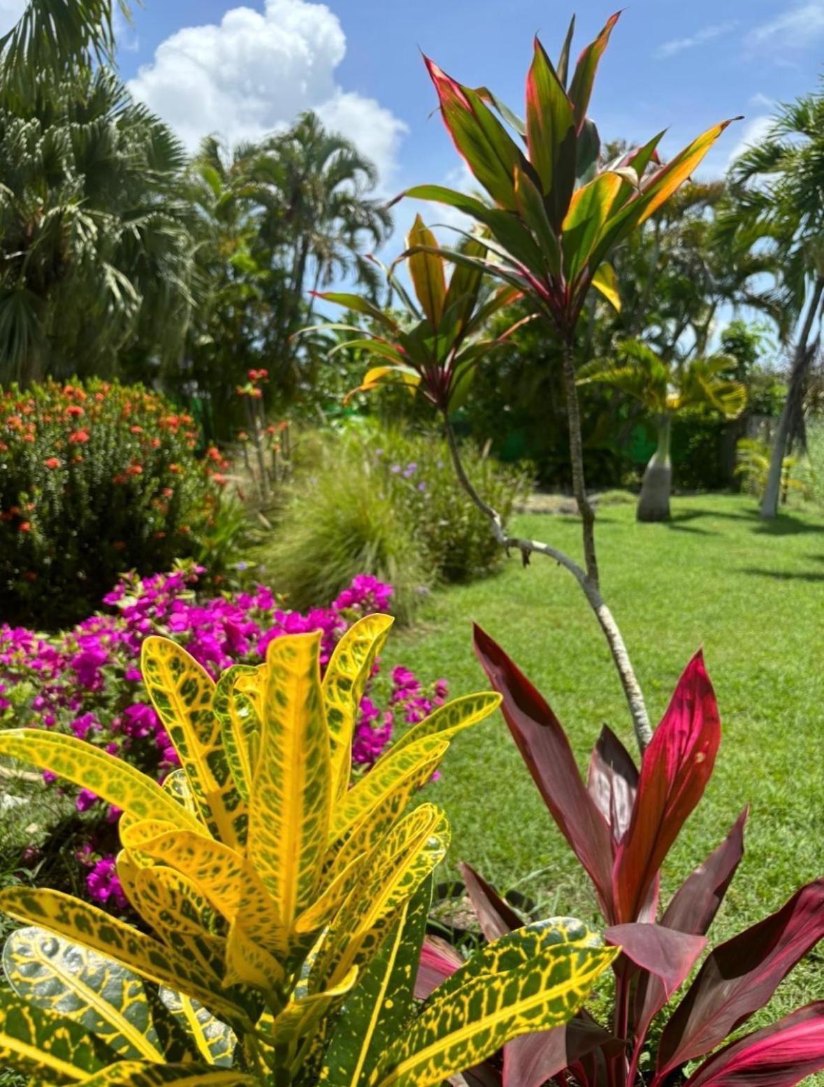Le Petit Havre Tropical Guadeloupe, Gite, Massages & Spa Saint-Francois  Exterior foto